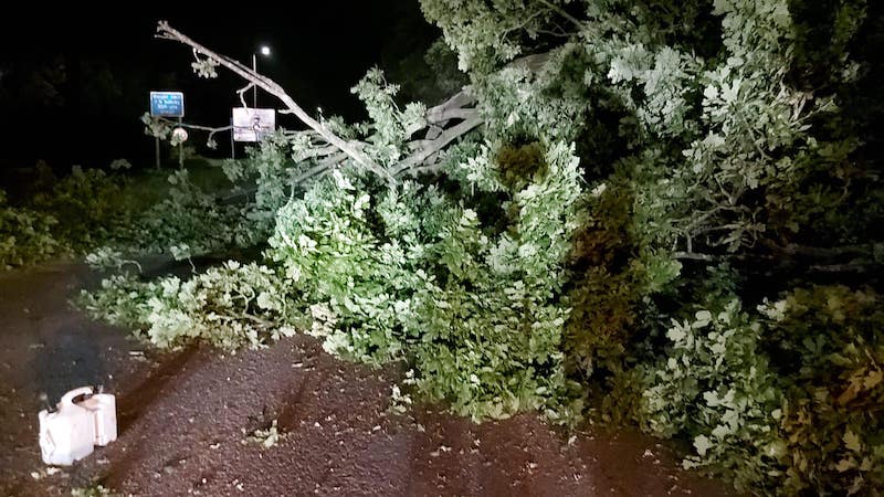 Storm clearance tree work in Watford.